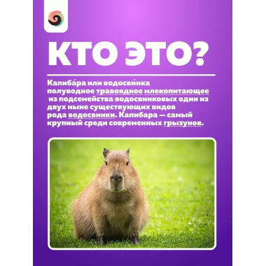 Браслет "Капибара музыкальный"